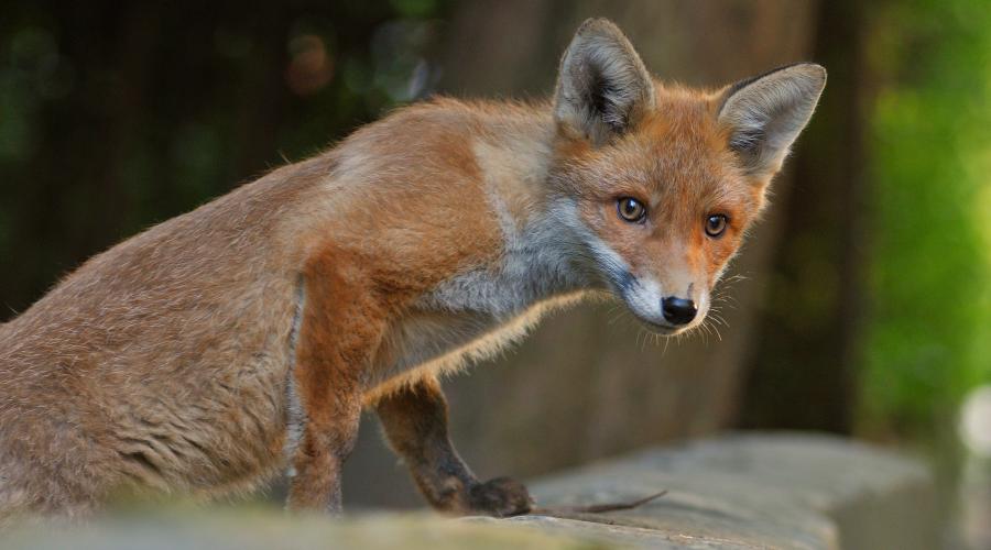 Fox | NatureScot